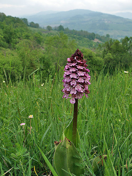 Orchis purpurea